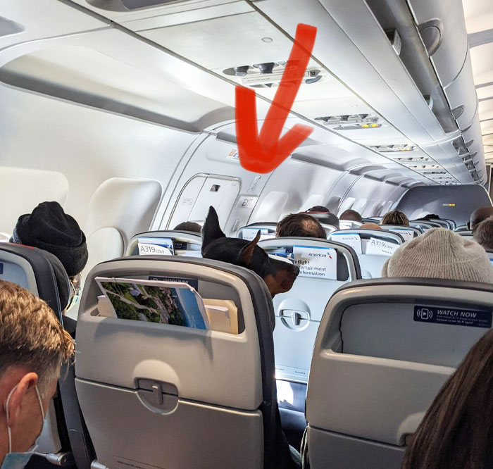 This Doberman On A Flight To Tallahassee Today. Wasn’t About To Miss Thanksgiving With Extended Family This Year