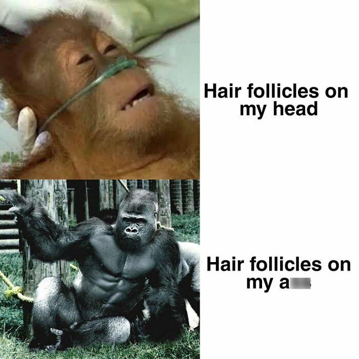 Funny-Random-Memes-Jokes