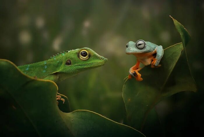 This Photographer Takes Beautiful Close-Up Images Of Cold-Blooded Animals Minding Their Business (30 New Pics)
