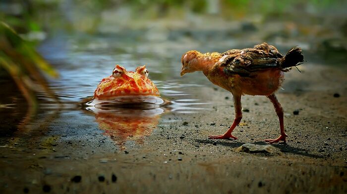 This Photographer Takes Beautiful Close-Up Images Of Cold-Blooded Animals Minding Their Business (30 New Pics)