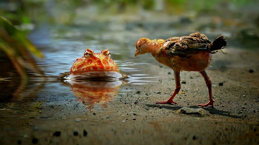 Meet Yan Hidayat, The Indonesian Photographer Who Takes Captivating Photos Of Small Reptiles (New Pics)