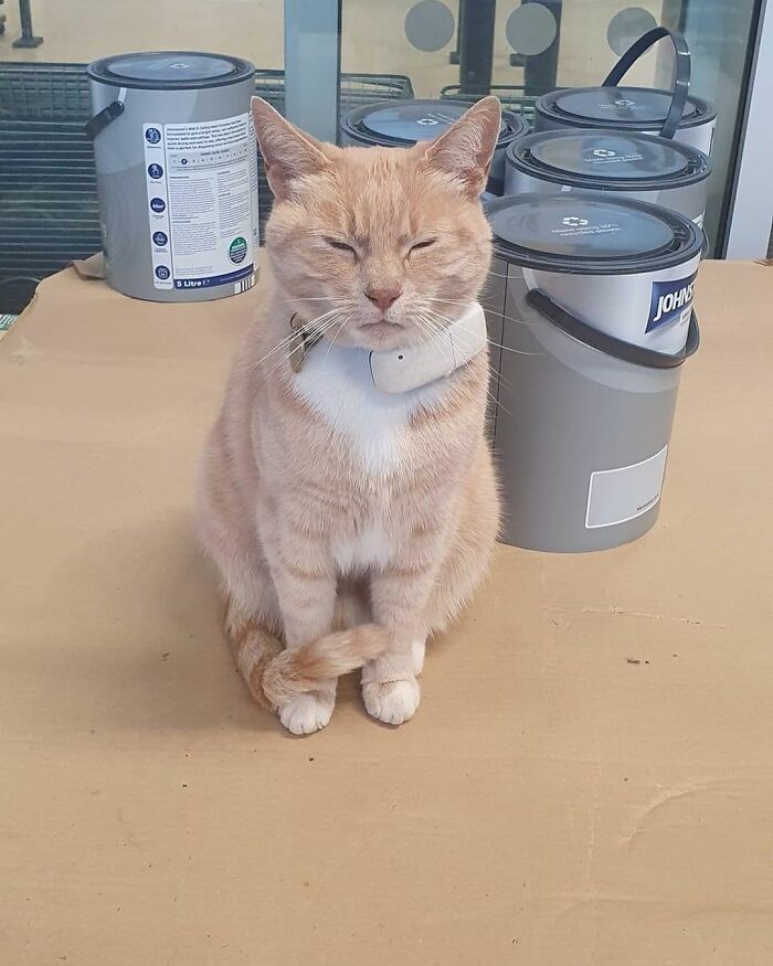 Yorkshire Tesco Cat Ban Backfires As People Threaten To Stop Shopping There If Cat Is Not Reinstated