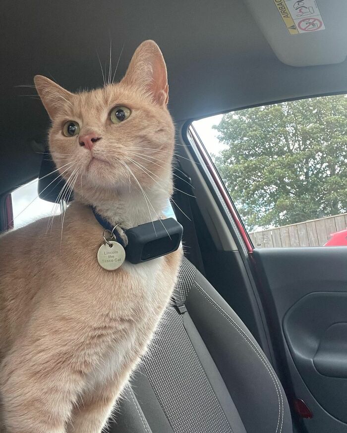 Yorkshire Tesco Cat Ban Backfires As People Threaten To Stop Shopping There If Cat Is Not Reinstated