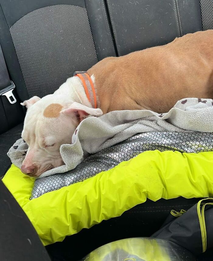 Meet Olivia, A Smart Pup Who Stopped Every Car In Traffic Asking For Help