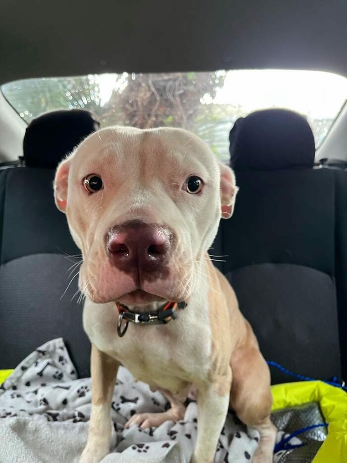 Meet Olivia, A Smart Pup Who Stopped Every Car In Traffic Asking For Help