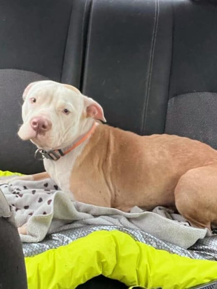 Meet Olivia, A Smart Pup Who Stopped Every Car In Traffic Asking For Help