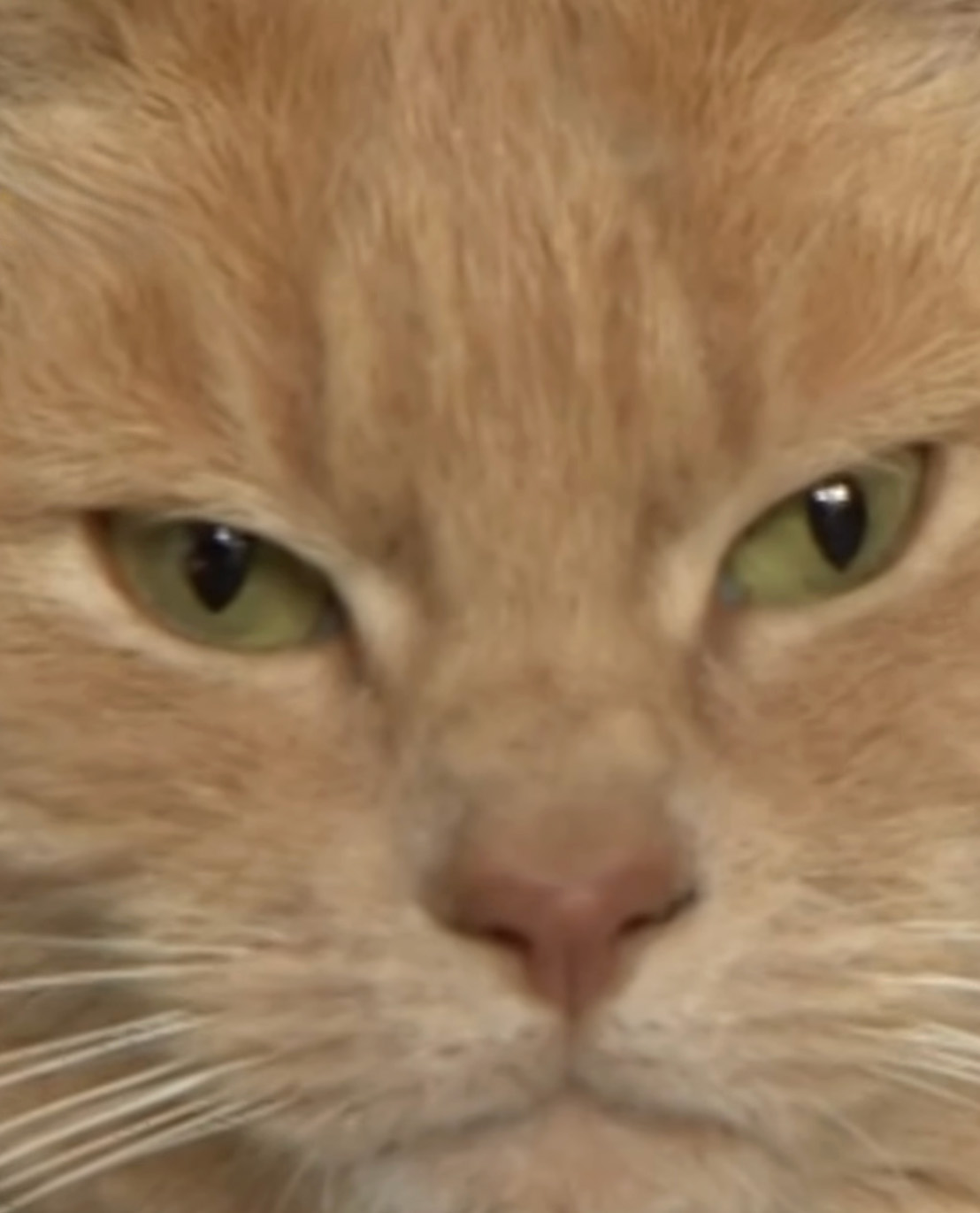 Yorkshire Tesco Cat Ban Backfires As People Threaten To Stop Shopping There If Cat Is Not Reinstated