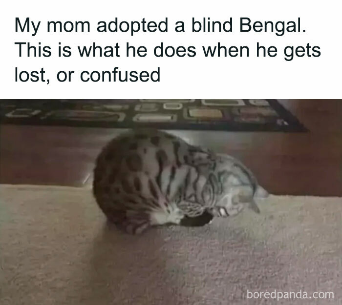 You Just Like Me Kitty