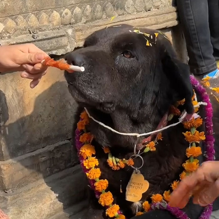 In This Annual Nepalese Festival, Dogs Get Pampered For Being God&rsquo;s Messengers