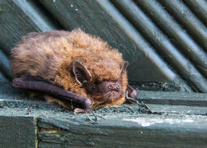 These Bats&rsquo; Tools Are Too Big To Reproduce Like Other Mammals, Scientists Find Out How They Do It