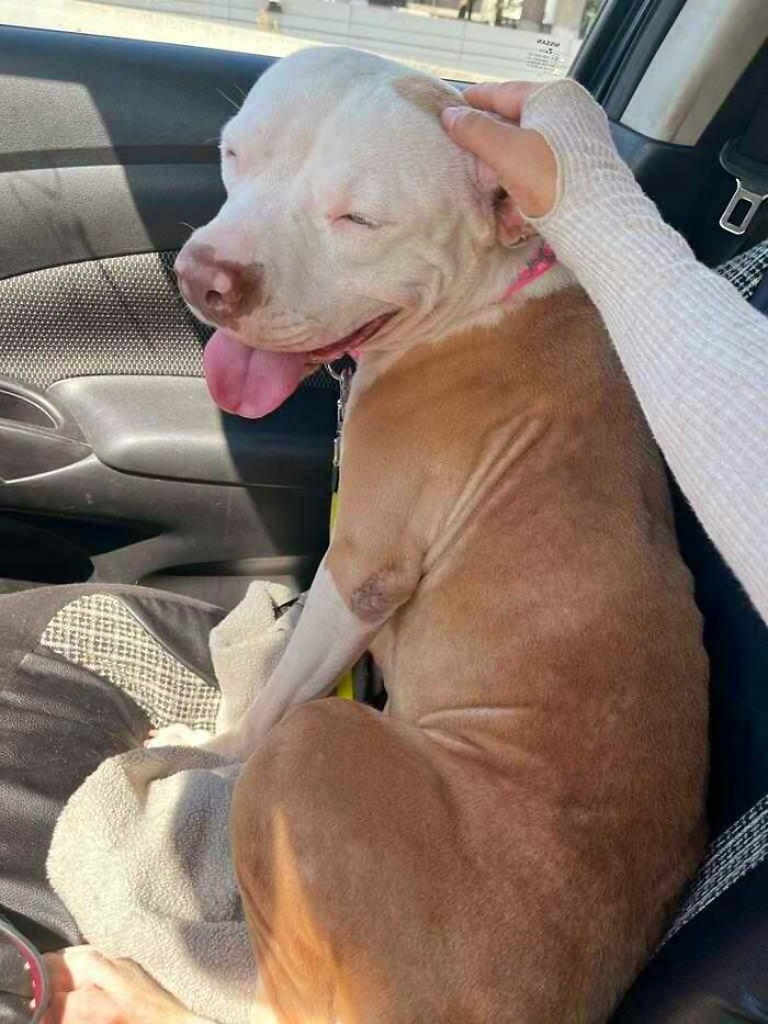 Meet Olivia, A Smart Pup Who Stopped Every Car In Traffic Asking For Help