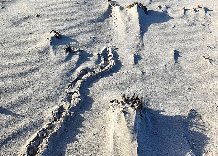 &ldquo;Brilliant Work&rdquo;: Shimmering Mole Rediscovered Nearly 100 Years After It Was Presumed Extinct