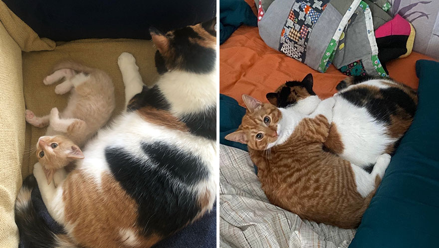 Wholesome Pics Of Kittens Growing Into Cats, As Shared On This “Cat Grows” Group (New Pics)