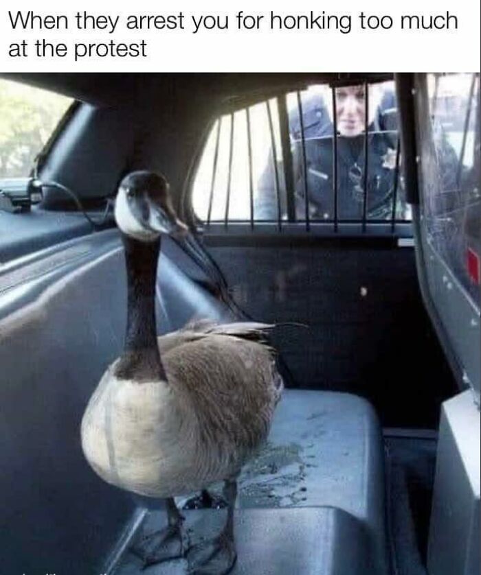 Hilarious-Canadian-Memes