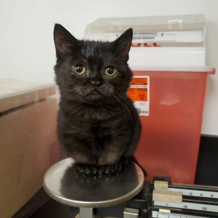 An Animal Clinic That Adopted This Black Cat, Realized He Wouldn’t Grow Much Due To Dwarfism An Animal Clinic That Adopted This Black Cat, Realized He Wouldn’t Grow Much Due To Dwarfism