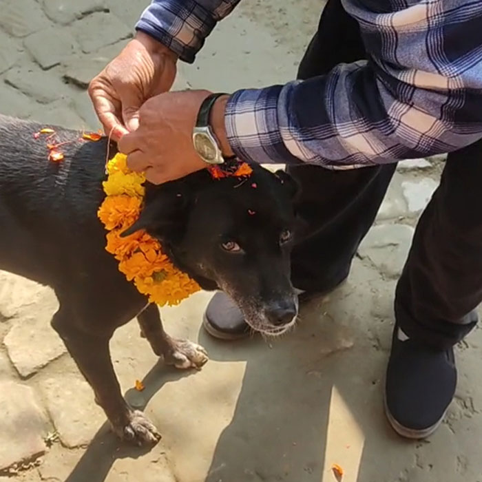 In This Annual Nepalese Festival, Dogs Get Pampered For Being God&rsquo;s Messengers