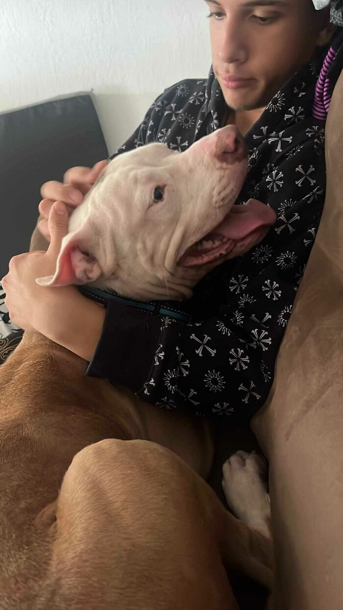 Meet Olivia, A Smart Pup Who Stopped Every Car In Traffic Asking For Help