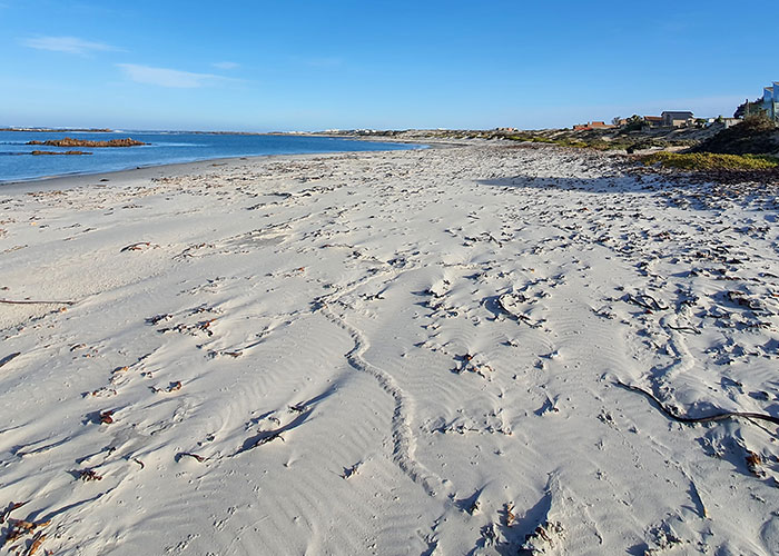 &ldquo;Brilliant Work&rdquo;: Shimmering Mole Rediscovered Nearly 100 Years After It Was Presumed Extinct