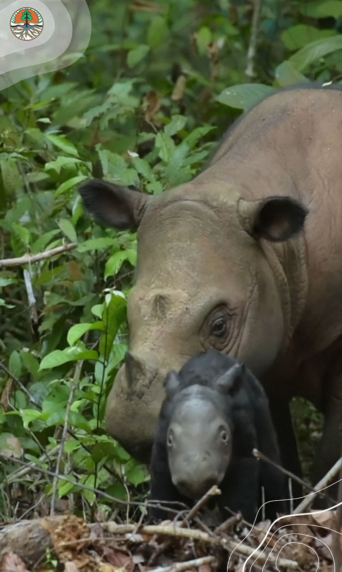 &ldquo;It&rsquo;s An Incredible Event&rdquo;: Critically Endangered Sumatran Rhino Welcomes Her First Baby Calf