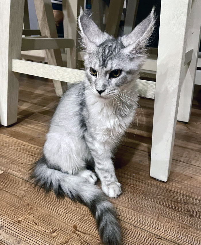 Gray and white cat with enormous ears sitting on a wooden floor near white chair legs, showcasing animals with enlarged ears.
