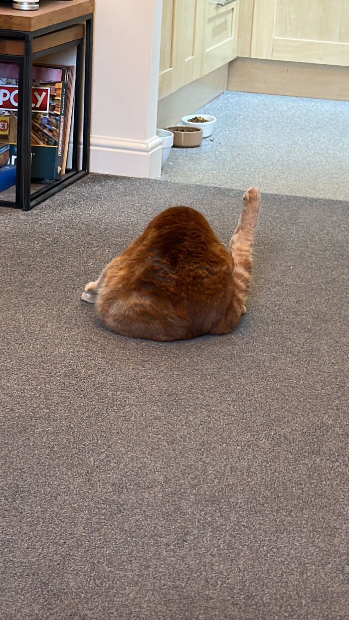 Kaiser Working As A House Turkey