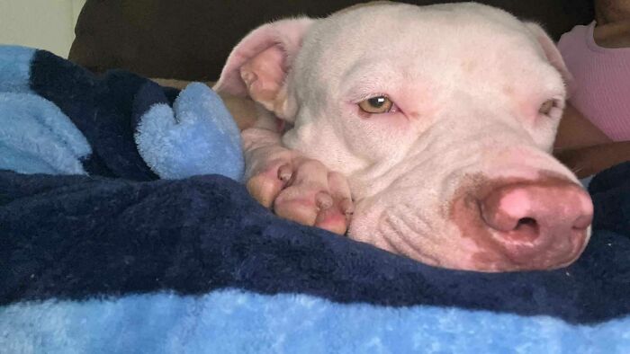 Meet Olivia, A Smart Pup Who Stopped Every Car In Traffic Asking For Help