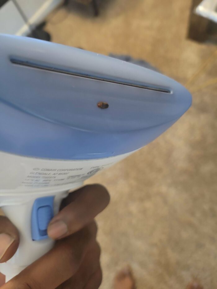 My Brand New Matress I Ordered On Amazon Came Infested With Bed Bugs