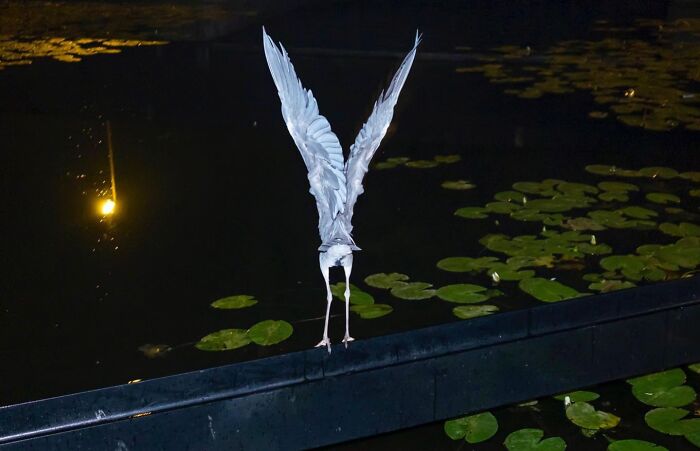 30 Funny Accidental Images That Were Taken At The Right Time And Place By This Street Photographer