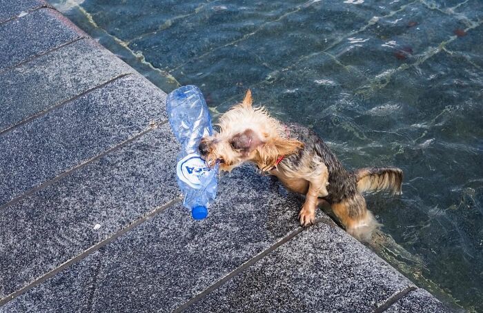 30 Funny Accidental Images That Were Taken At The Right Time And Place By This Street Photographer