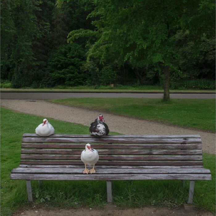 30 Funny Accidental Images That Were Taken At The Right Time And Place By This Street Photographer