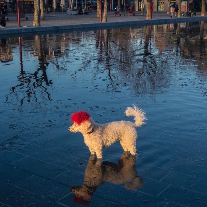 30 Funny Accidental Images That Were Taken At The Right Time And Place By This Street Photographer