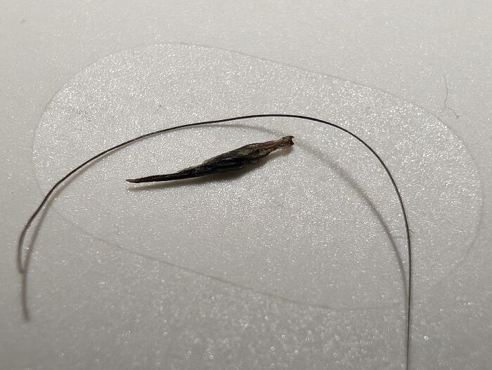 I've Been Feeling Something Poke Me When I Touch My Mustache For A Few Months, And Finally Found The Culprit. A Needle Sharp Mega-Whisker