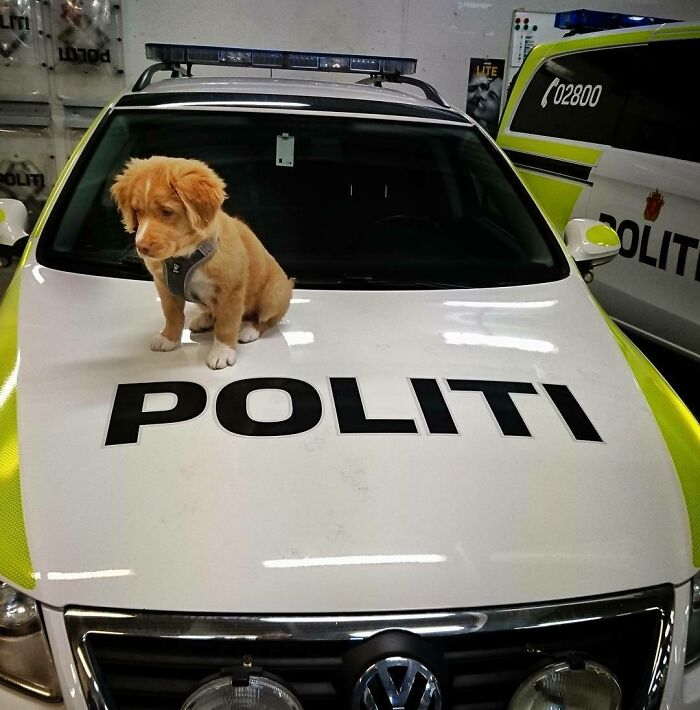 Nala, The Police Dog