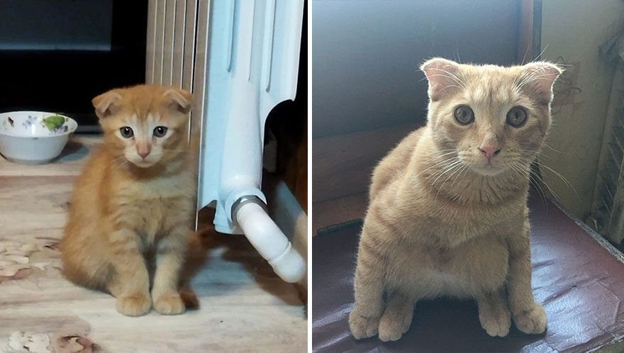 Wholesome Pics Of Kittens Growing Into Cats, As Shared On This “Cat Grows” Group (New Pics)