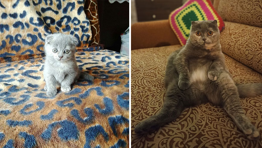 Wholesome Pics Of Kittens Growing Into Cats, As Shared On This “Cat Grows” Group (New Pics)