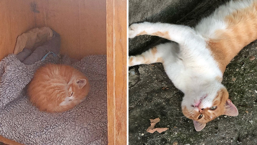 Wholesome Pics Of Kittens Growing Into Cats, As Shared On This “Cat Grows” Group (New Pics)