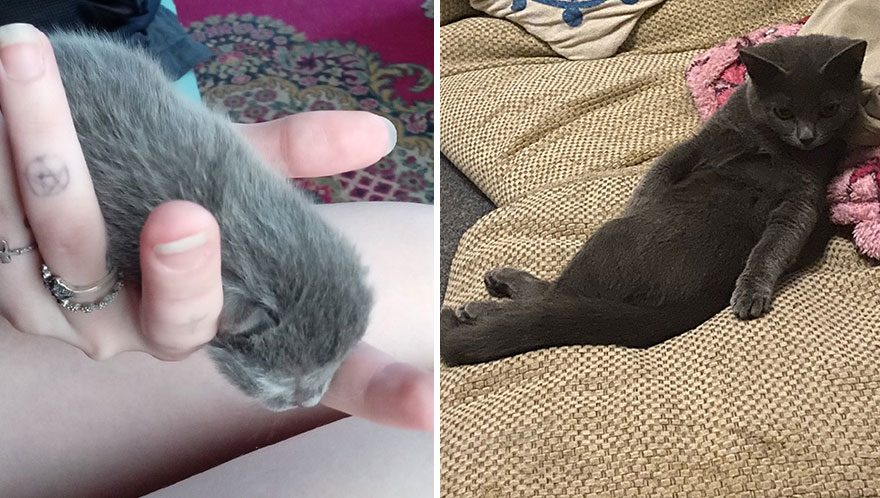 Wholesome Pics Of Kittens Growing Into Cats, As Shared On This “Cat Grows” Group (New Pics)