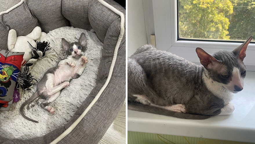 Wholesome Pics Of Kittens Growing Into Cats, As Shared On This “Cat Grows” Group (New Pics)
