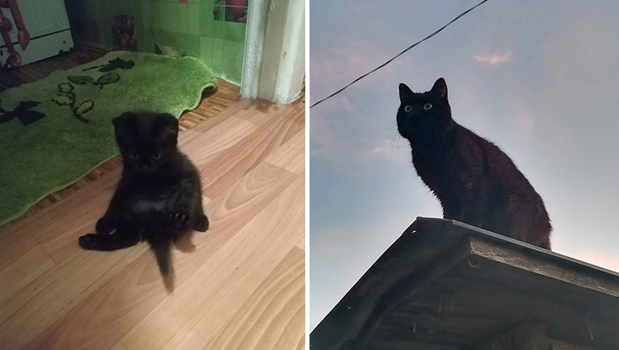 Wholesome Pics Of Kittens Growing Into Cats, As Shared On This “Cat Grows” Group (New Pics)