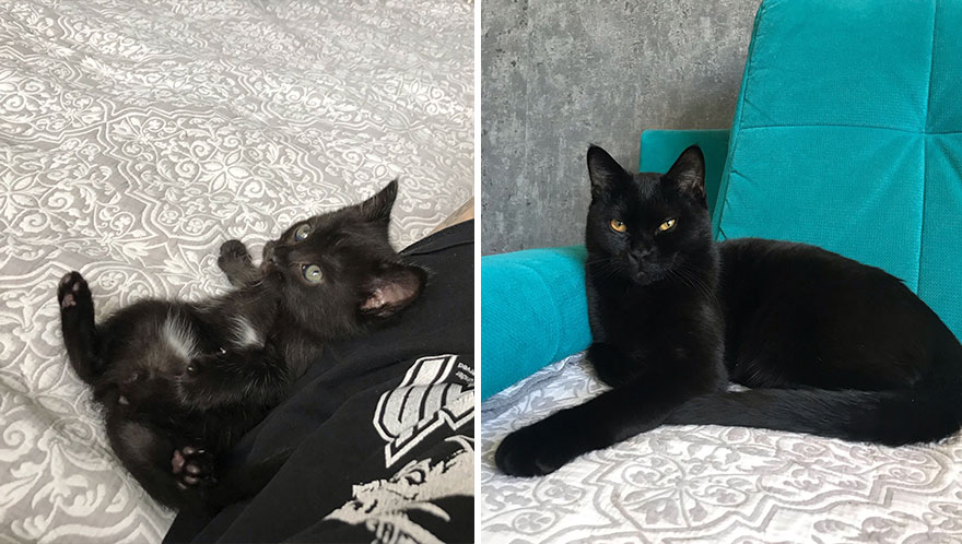 Wholesome Pics Of Kittens Growing Into Cats, As Shared On This “Cat Grows” Group (New Pics)