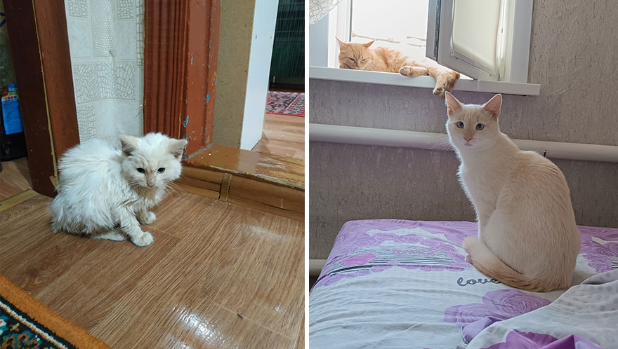 Wholesome Pics Of Kittens Growing Into Cats, As Shared On This “Cat Grows” Group (New Pics)