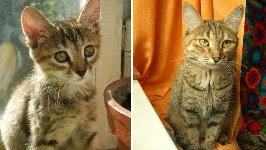 Wholesome Pics Of Kittens Growing Into Cats, As Shared On This “Cat Grows” Group (New Pics)