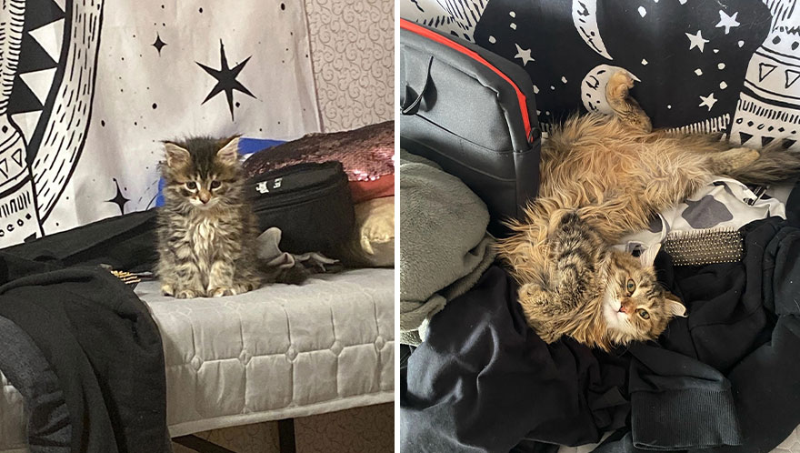 Wholesome Pics Of Kittens Growing Into Cats, As Shared On This “Cat Grows” Group (New Pics)