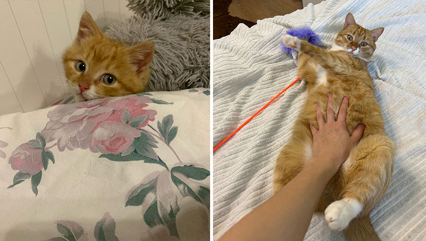 Wholesome Pics Of Kittens Growing Into Cats, As Shared On This “Cat Grows” Group (New Pics)