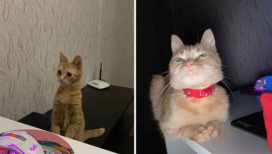 Wholesome Pics Of Kittens Growing Into Cats, As Shared On This “Cat Grows” Group (New Pics)