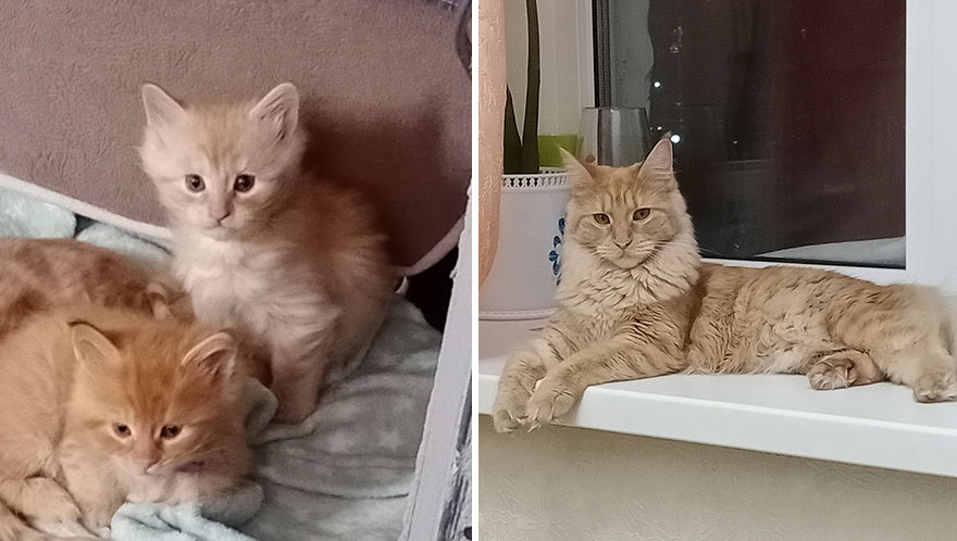 Wholesome Pics Of Kittens Growing Into Cats, As Shared On This “Cat Grows” Group (New Pics)