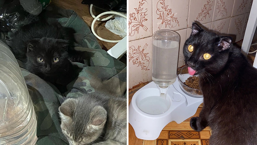 Wholesome Pics Of Kittens Growing Into Cats, As Shared On This “Cat Grows” Group (New Pics)