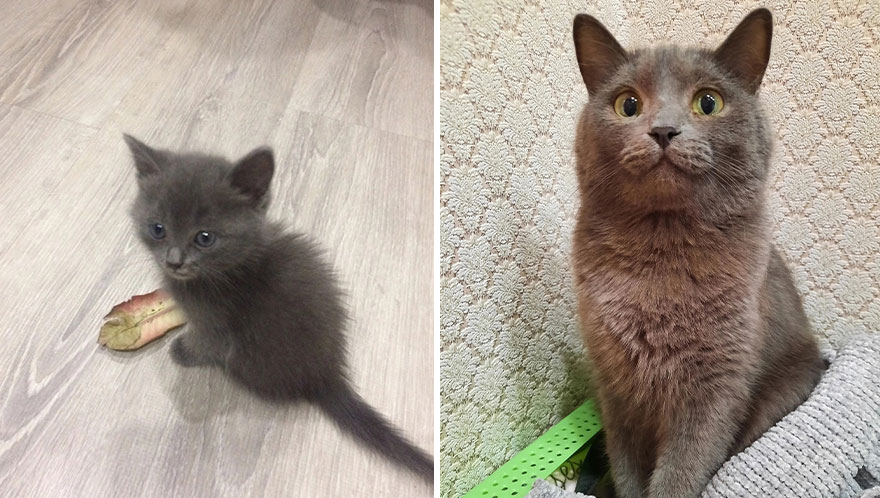 Wholesome Pics Of Kittens Growing Into Cats, As Shared On This “Cat Grows” Group (New Pics)