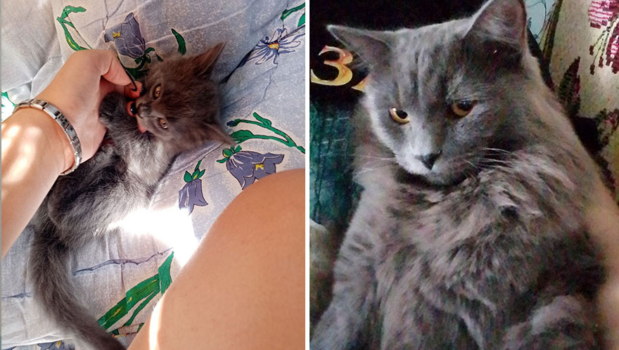 Wholesome Pics Of Kittens Growing Into Cats, As Shared On This “Cat Grows” Group (New Pics)