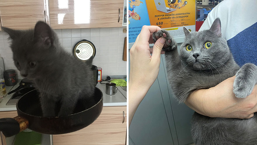 Wholesome Pics Of Kittens Growing Into Cats, As Shared On This “Cat Grows” Group (New Pics)